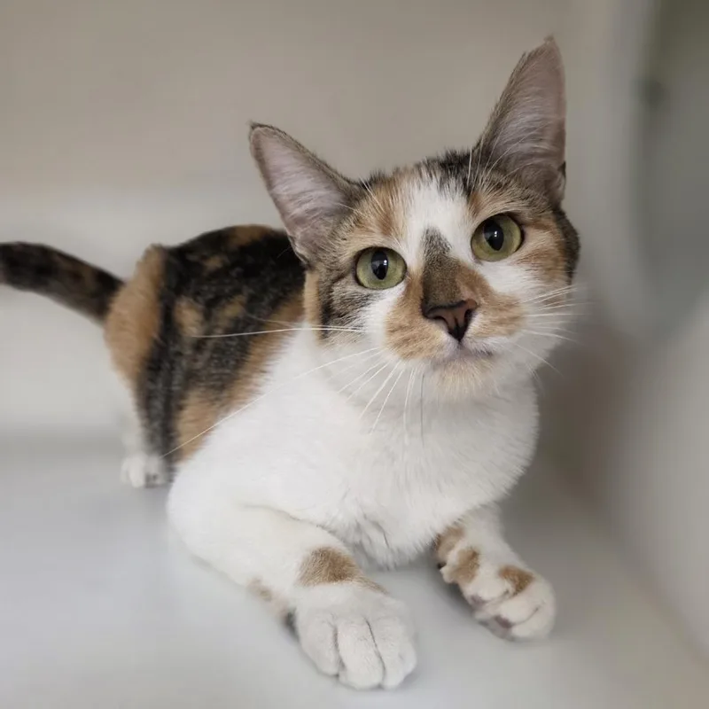 An adult medium-sized female Domestic Short Hair cat named Mother Nature for adoption in Champaign, IL