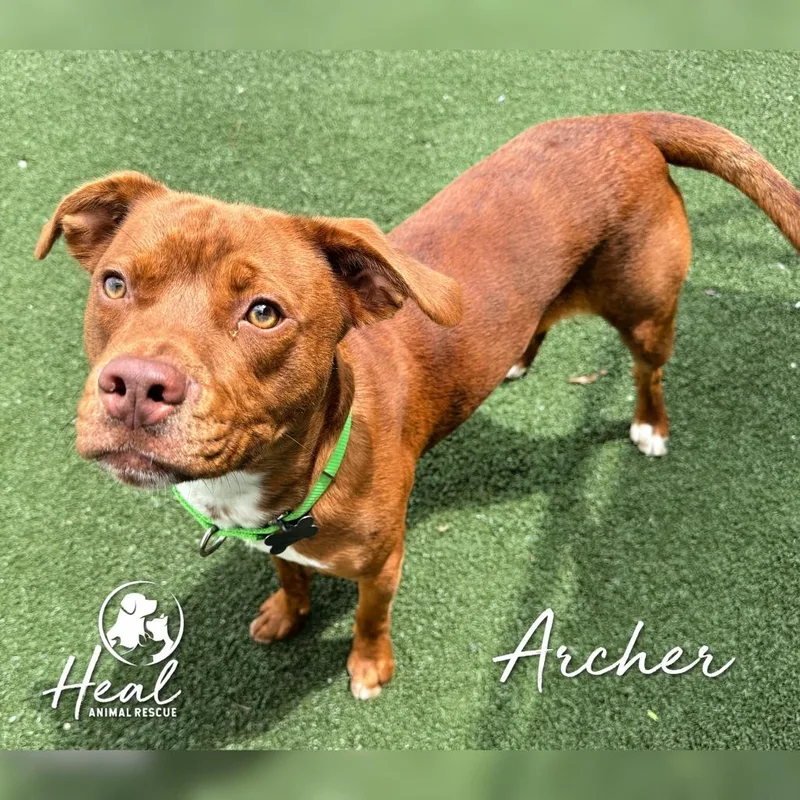 An adult medium-sized male Brown / Chocolate Terrier dog named Archer for adoption in Youngwood, PA