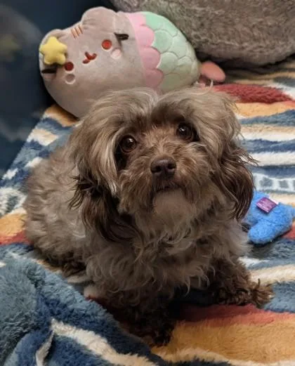An adult small-sized female Havanese dog named Brownie for adoption in Bellingham, WA