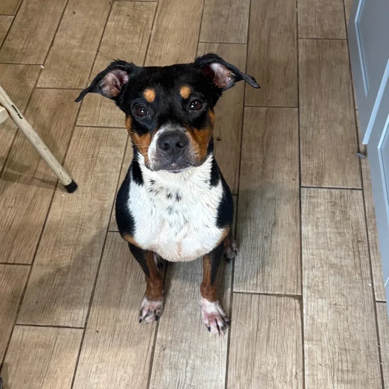 A young medium-sized male Black Mixed Breed dog named Gus for adoption in Fort Smith, AR
