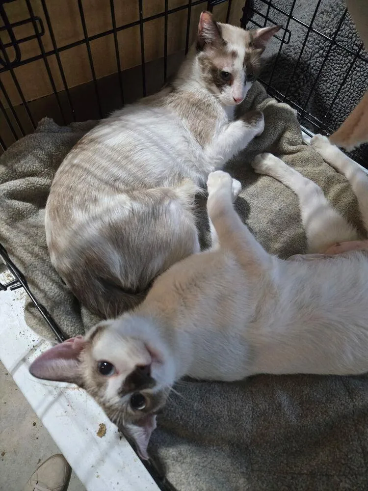 A young small-sized female Siamese cat named Chardonnay and Rose for adoption in Plumerville, AR