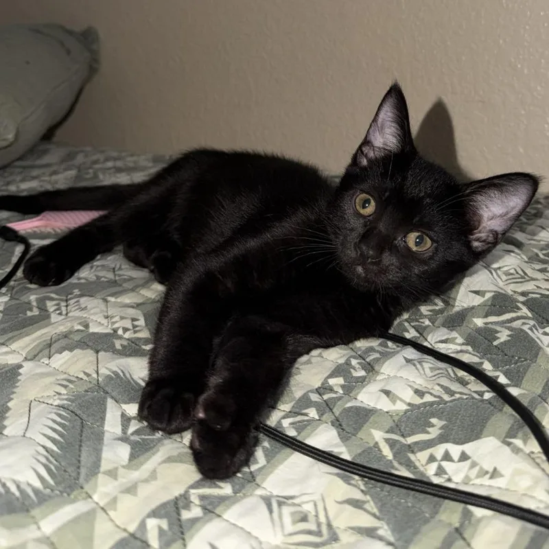 A baby small-sized female Black Domestic Short Hair cat named Milk for adoption in Riverside, CA