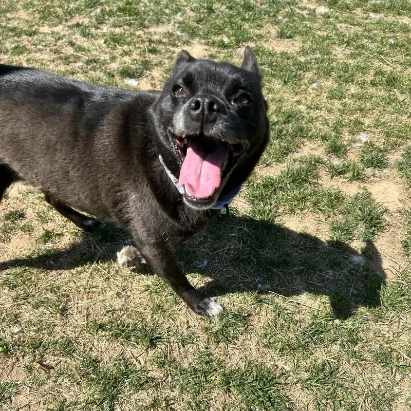 Oscar