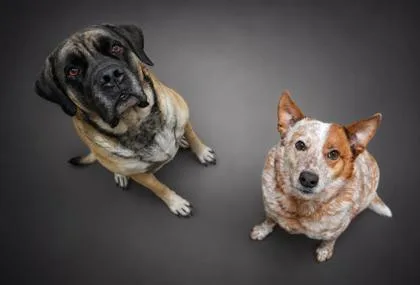 An adult medium-sized female Mastiff dog named Snubble for adoption in Bowling Green, KY