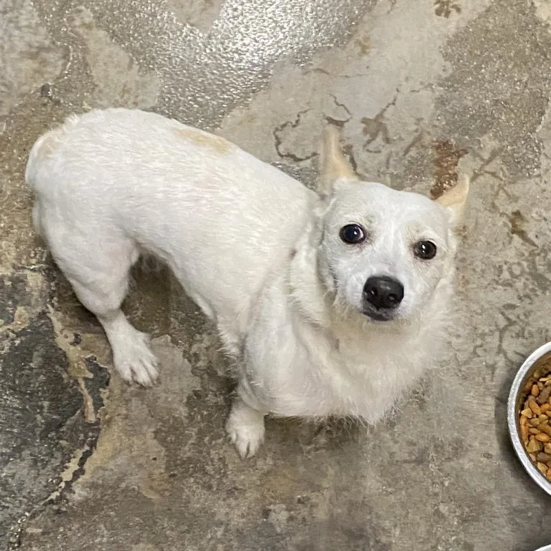 An adult small-sized female White / Cream Terrier dog named Grumpette for adoption in Corbin, KY