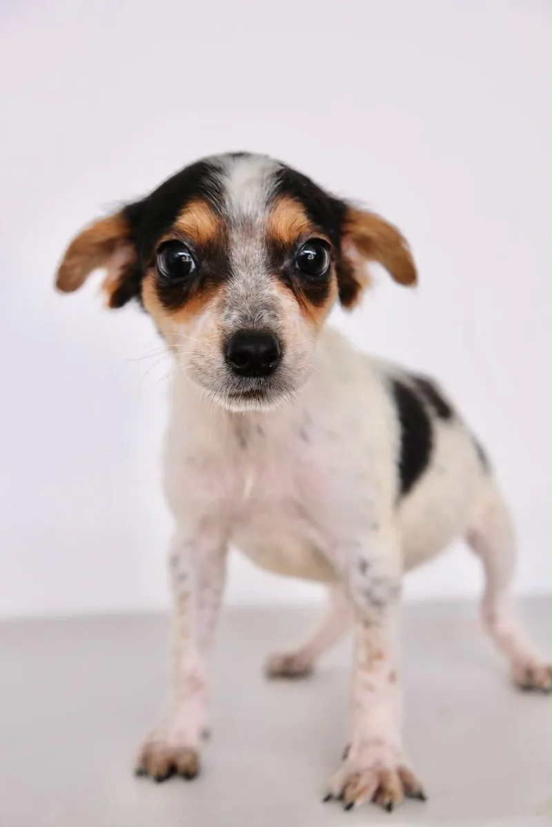 A baby medium-sized female Terrier dog named Target for adoption in San Diego, CA