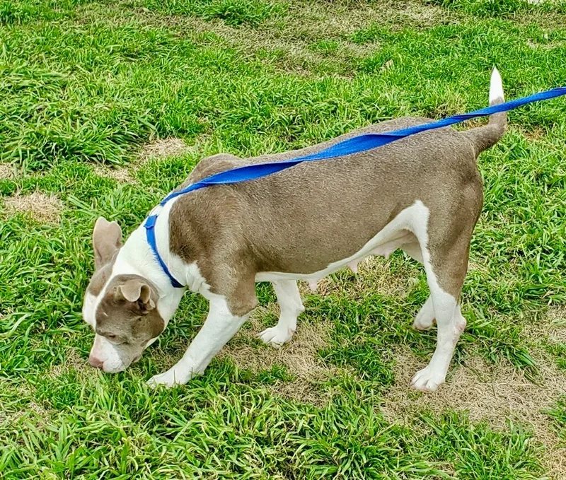 A young large-sized female Yellow / Tan / Blond / Fawn American Staffordshire Terrier dog named Sasha for adoption in Tomball, TX