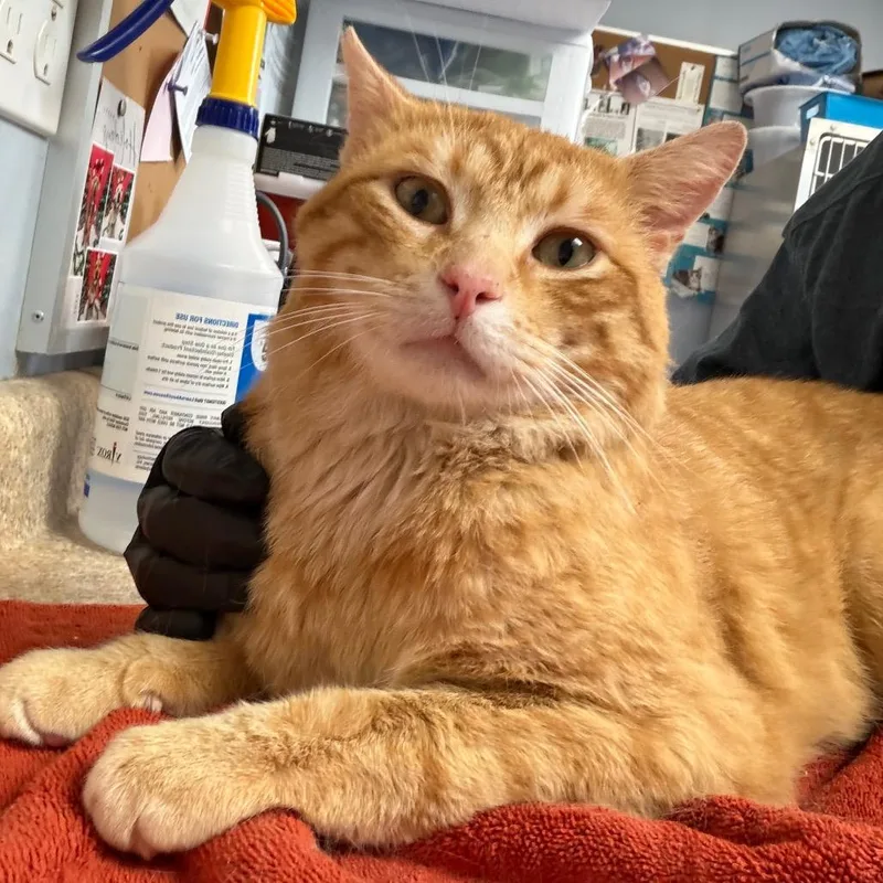 An adult large-sized male Orange / Red Domestic Short Hair cat named Nacho for adoption in Easton, PA