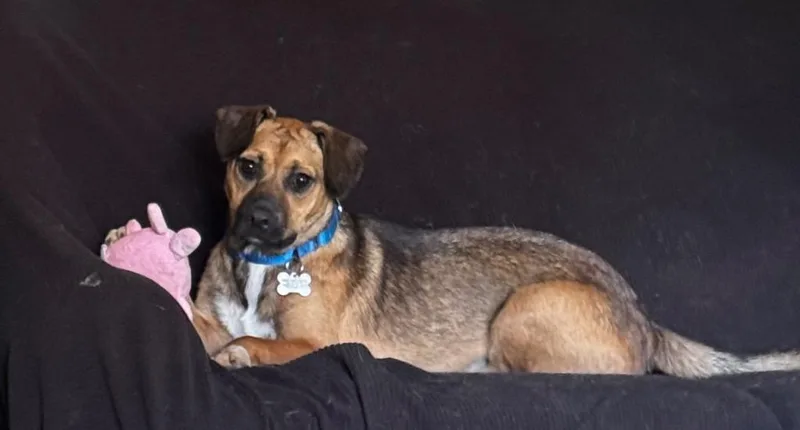 A baby medium-sized female Mixed Breed dog named Aurora for adoption in Fond Du Lac, WI