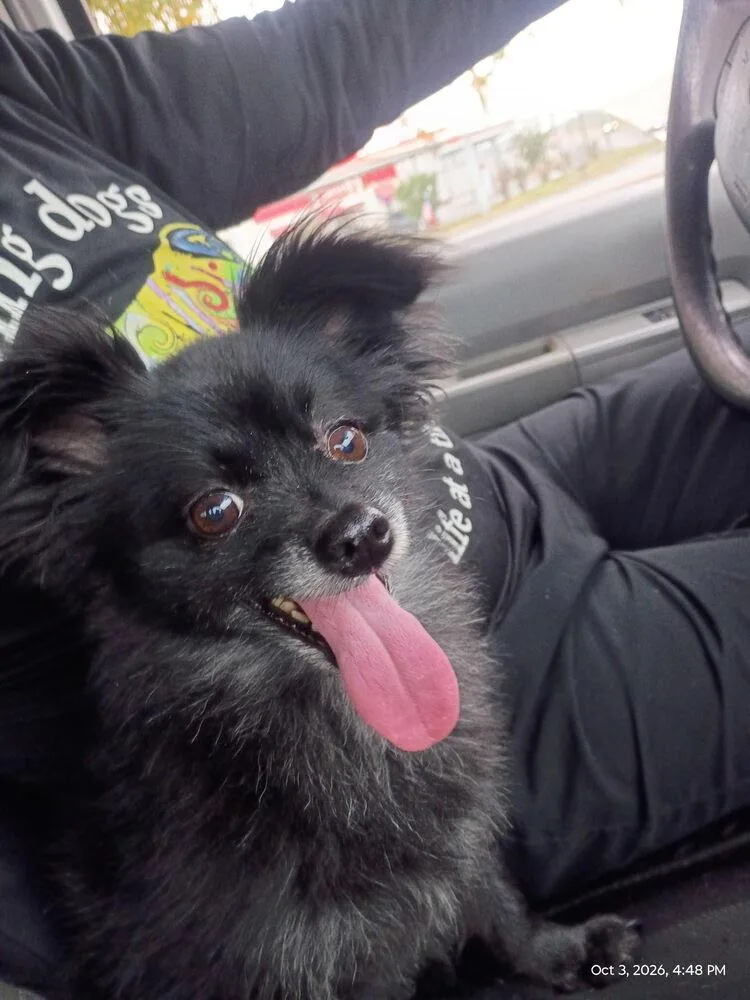 An adult small-sized female Pomeranian dog named Little Bit pka Fendi for adoption in Dallas, TX