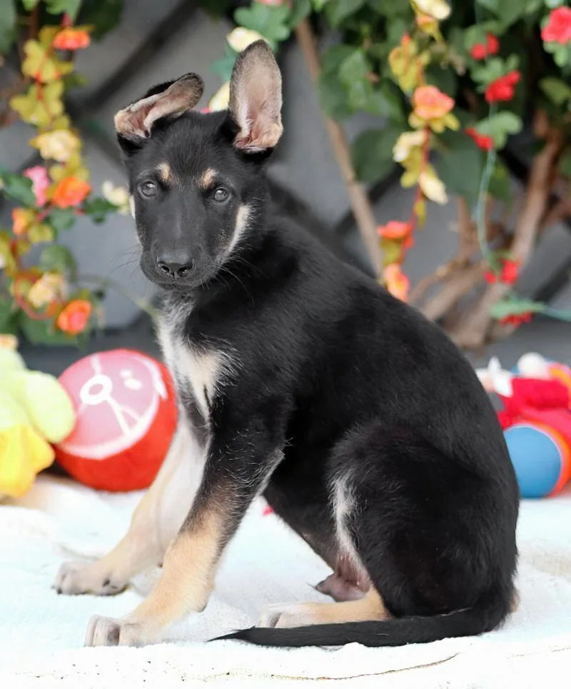 A baby large-sized male Black German Shepherd Dog dog named Aero von Schrozberg for adoption in Los Angeles, CA