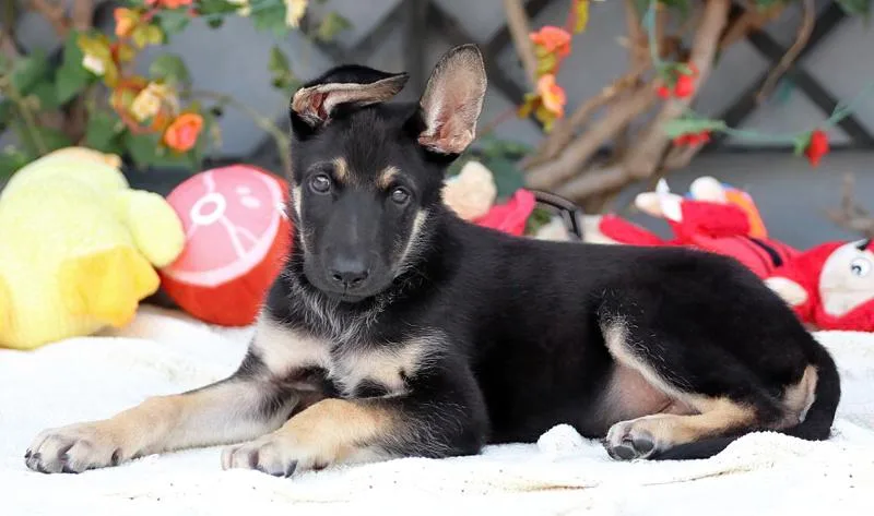 Aero von Schrozberg thumbnail 3