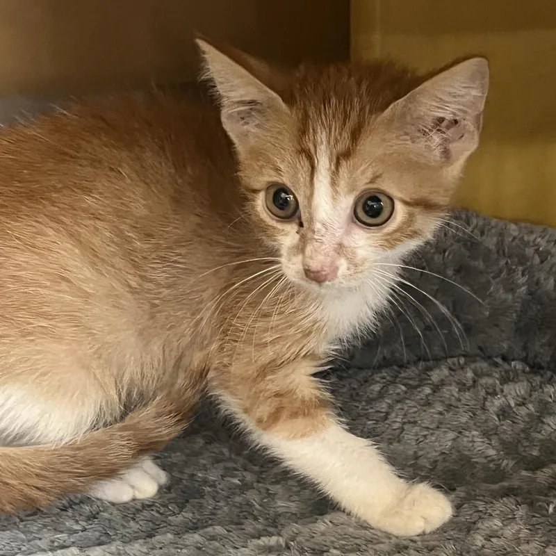 A baby small-sized male Orange / Red Domestic Short Hair cat named FWT Sully for adoption in Midland, TX