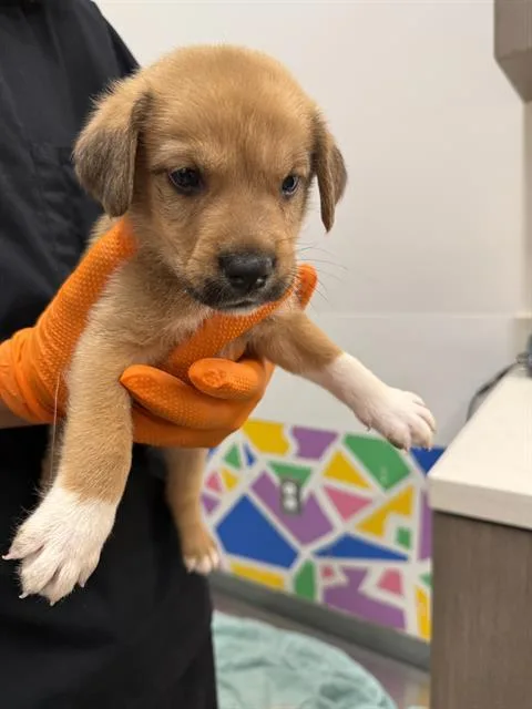 A baby small-sized male German Shepherd Dog dog named Ironman for adoption in Baytown, TX