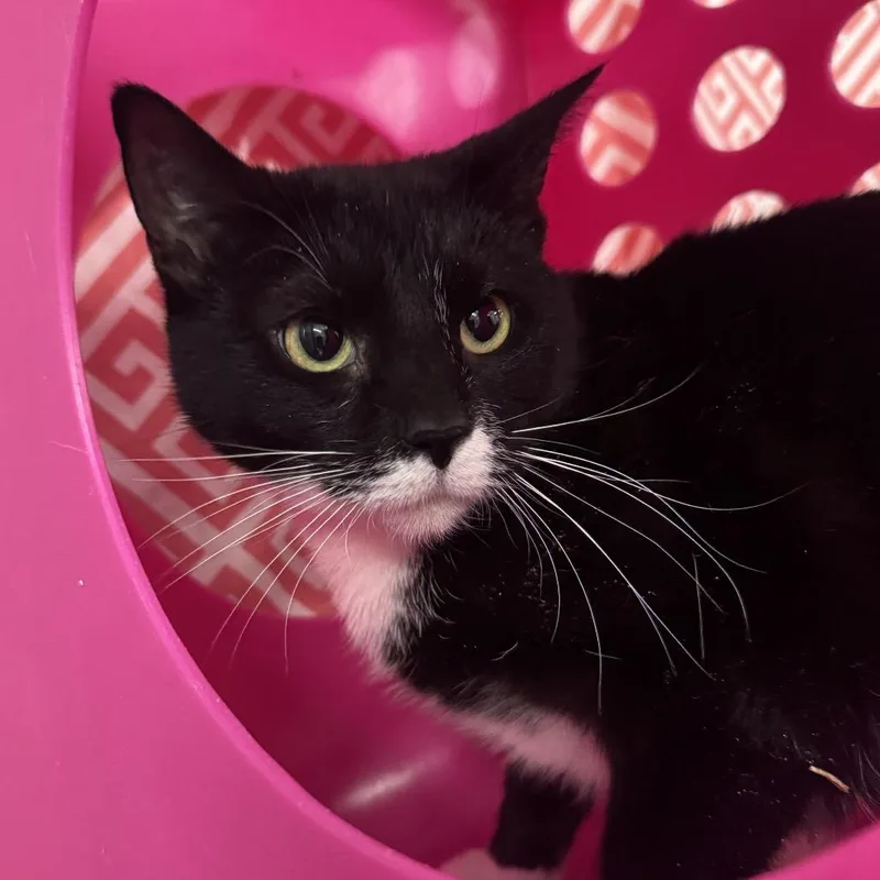 Star Phoenix thumbnail 2