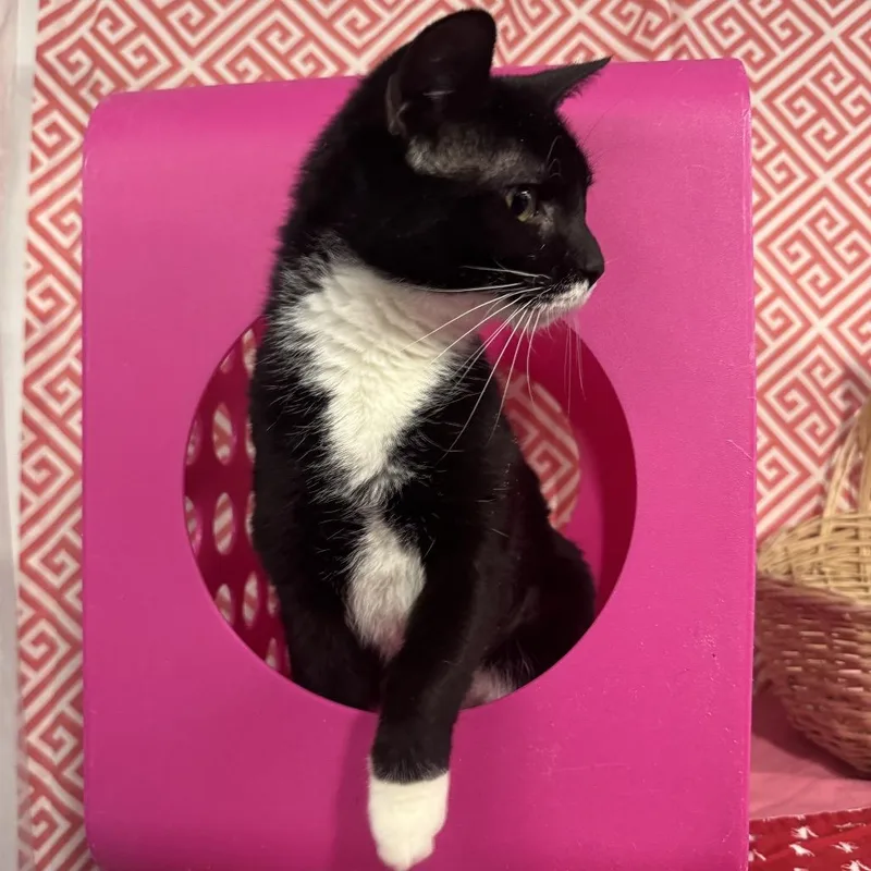 Star Phoenix thumbnail 4