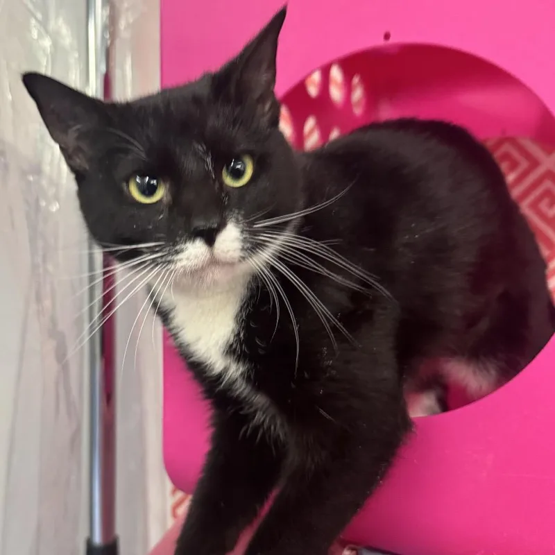 Star Phoenix thumbnail 5