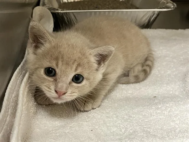 A baby small-sized female Domestic Short Hair cat named Baby for adoption in Tustin, CA