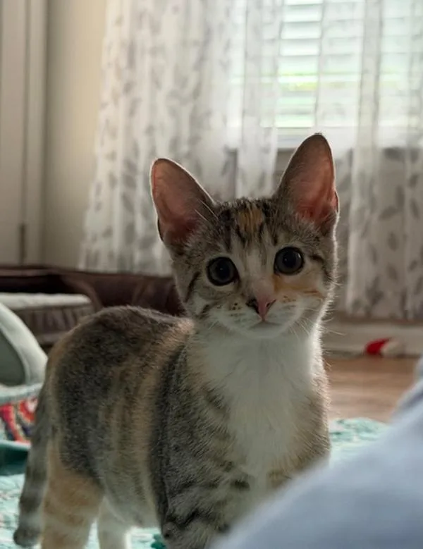 Mittens Aka Leia thumbnail 3