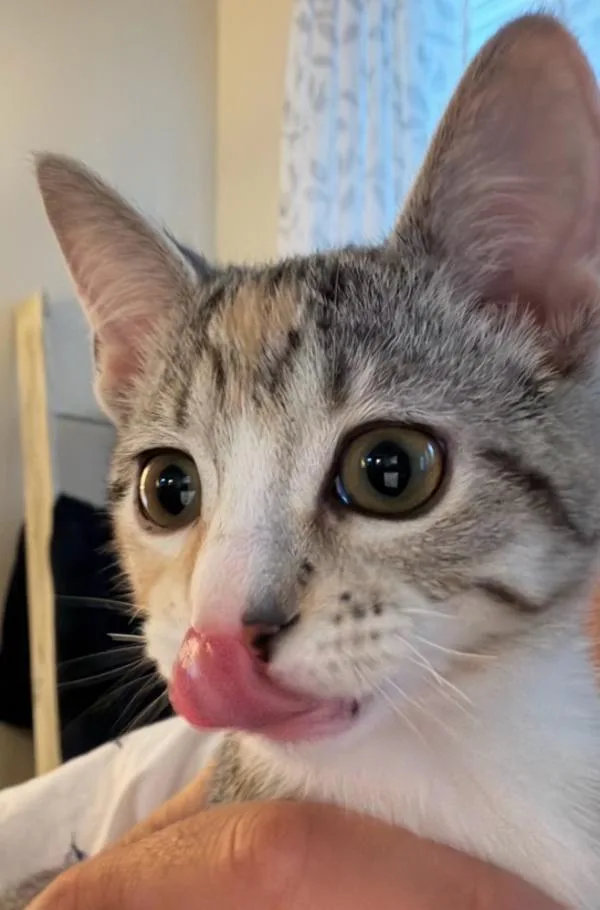 Mittens Aka Leia thumbnail 4