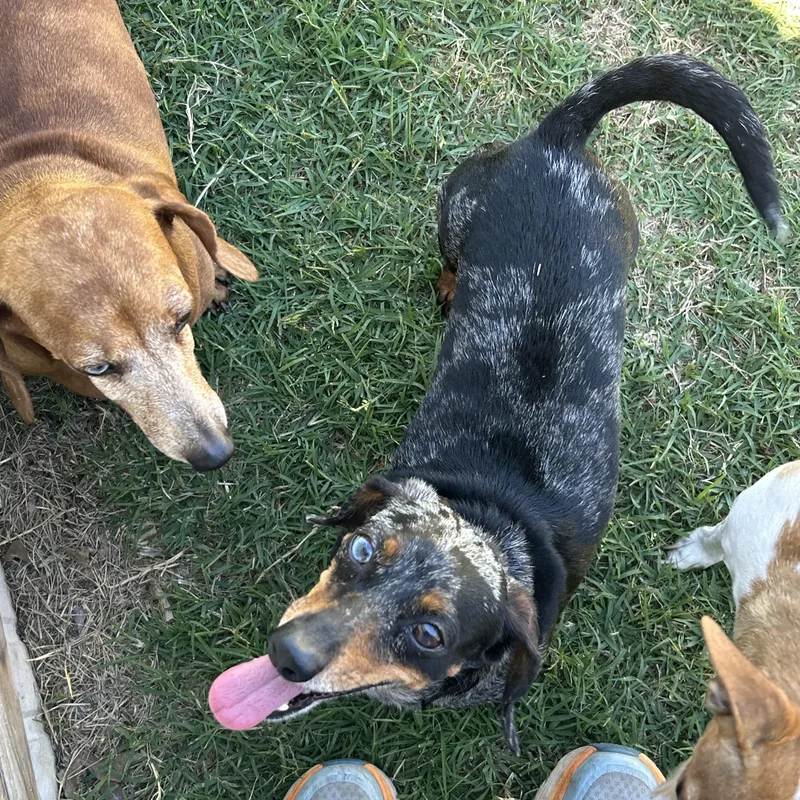 An adult small-sized female Black Miniature Dachshund dog named Sparkles for adoption in Chickasha, OK