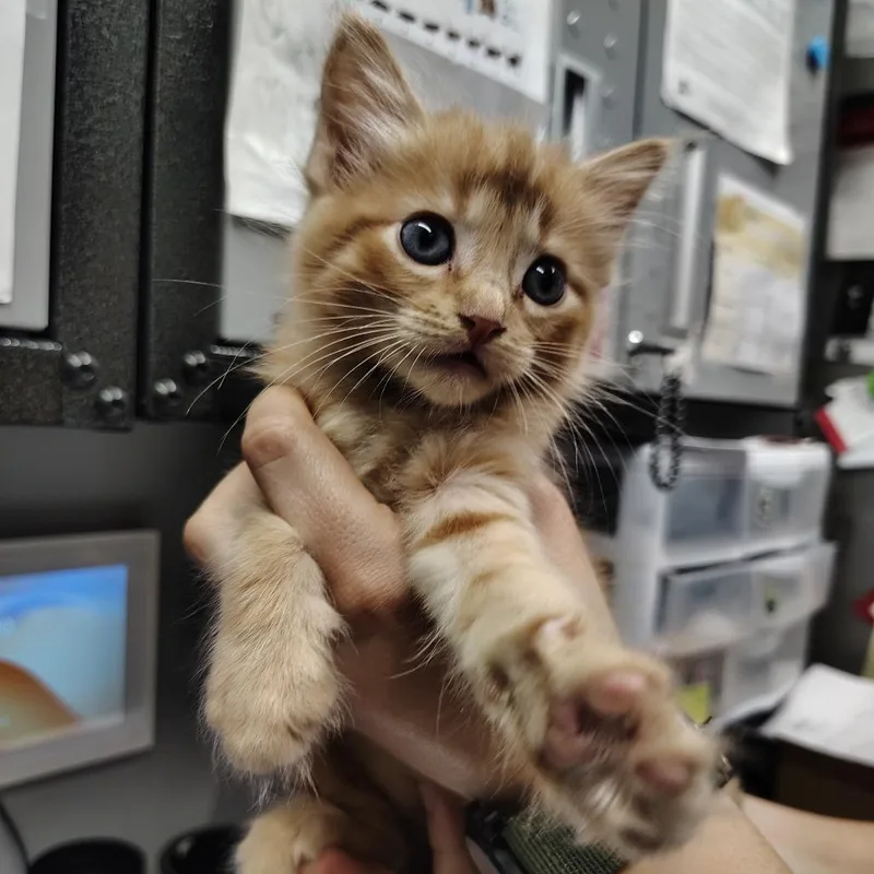 A baby small-sized male Orange / Red Domestic Short Hair cat named Boaz for adoption in Springtown, TX