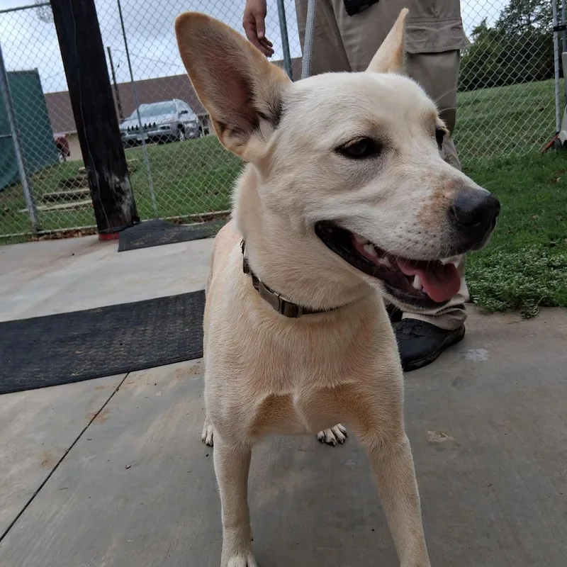 A young medium-sized female White / Cream Shepherd dog named Rapunzel for adoption in Denison, TX