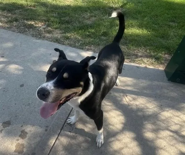An adult medium-sized male Rottweiler dog named Max for adoption in Olathe, KS