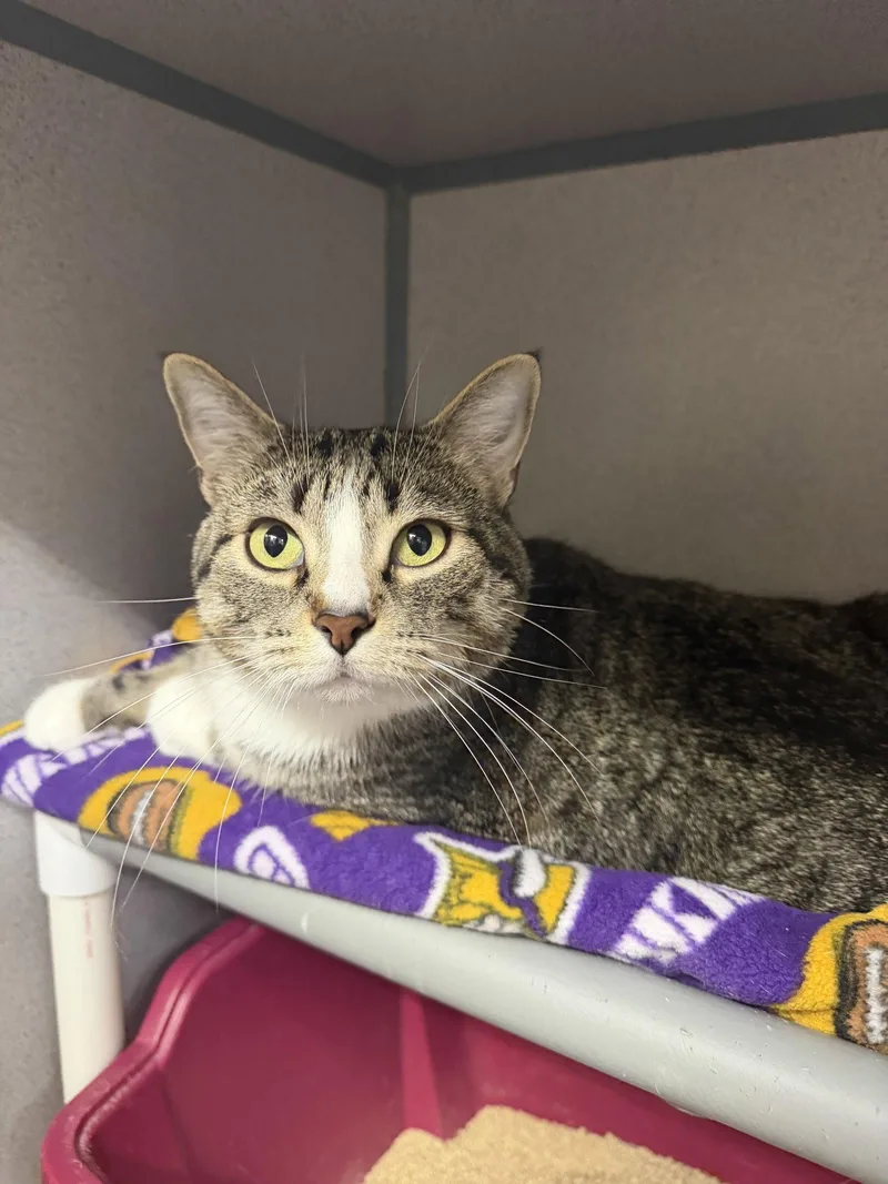 An adult large-sized male Domestic Short Hair cat named Benji for adoption in Cedar Rapids, IA
