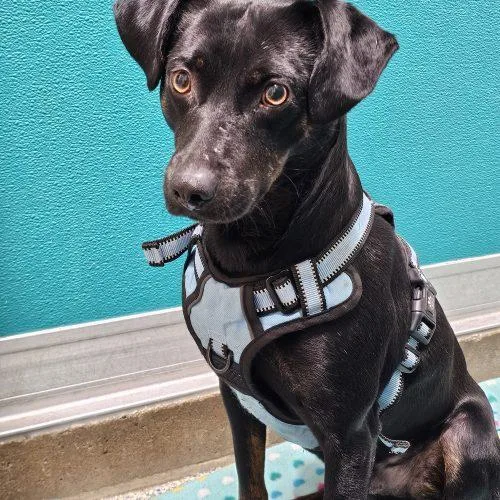 A young small-sized male Black Miniature Pinscher dog named Luigi for adoption in Burlington, IA