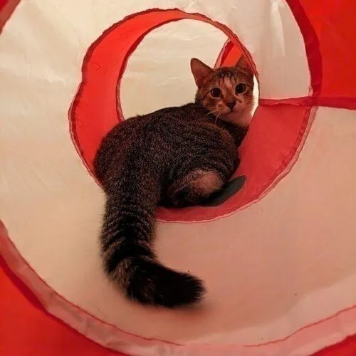 A young small-sized male Domestic Short Hair cat named Krispy for adoption in Tampa, FL