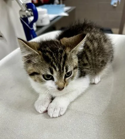 A baby small-sized male Domestic Short Hair cat named Rodney for adoption in Westland, MI