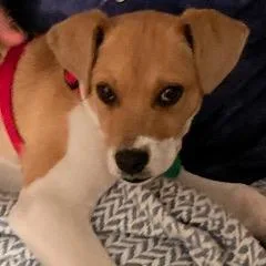 Wishbone thumbnail 2