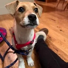 Wishbone thumbnail 3