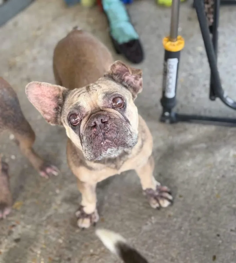 An adult small-sized female French Bulldog dog named Louise for adoption in Lutz, FL