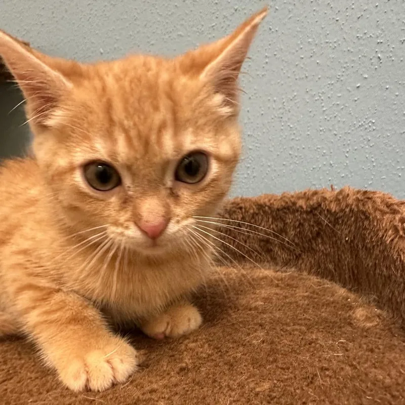 A baby small-sized female Orange / Red Domestic Medium Hair cat named Merida for adoption in Park City, UT