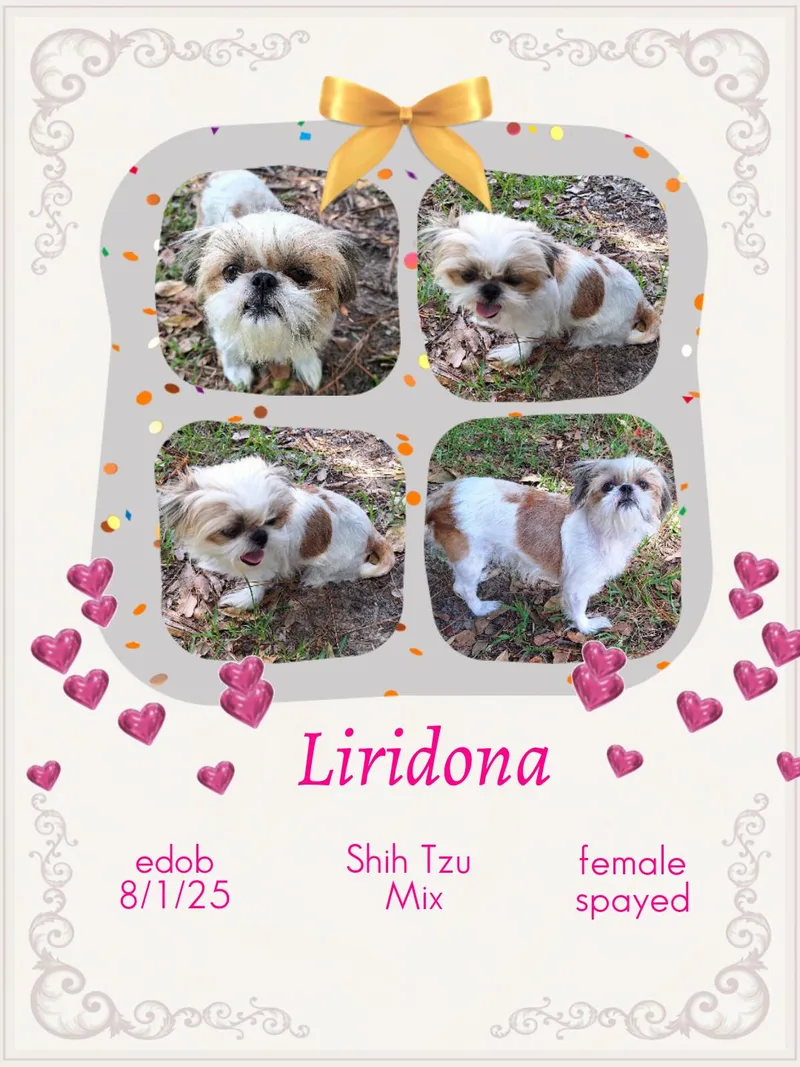 Liridona WAT thumbnail 3
