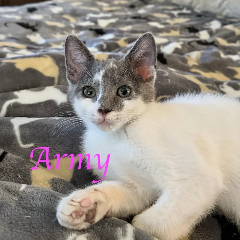 A baby medium-sized male Gray / Blue / Silver Domestic Short Hair cat named Army for adoption in Murfreesboro, TN