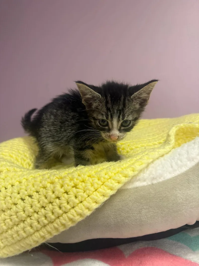 A young small-sized male Tabby (Buff / Tan / Fawn) Domestic Short Hair cat named Donkey for adoption in Freeport, NY