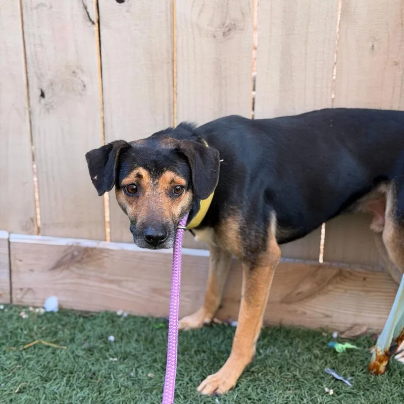 An adult small-sized male Black and Tan Coonhound dog named Rascal for adoption in New Orleans, LA