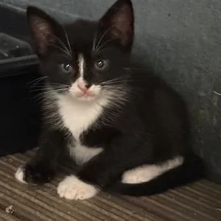 A baby small-sized female Black Domestic Short Hair cat named Cassy for adoption in Port Aransas, TX