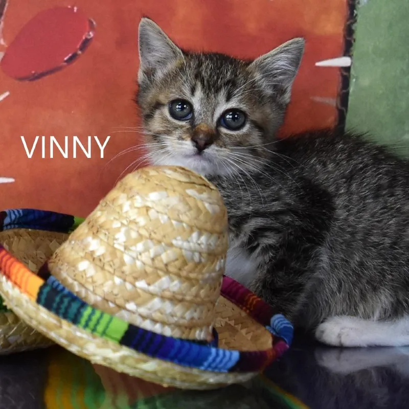 Vinny