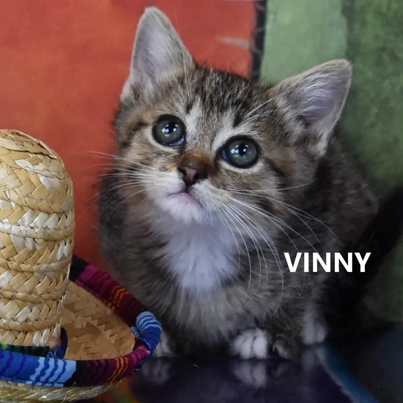 Vinny thumbnail 2