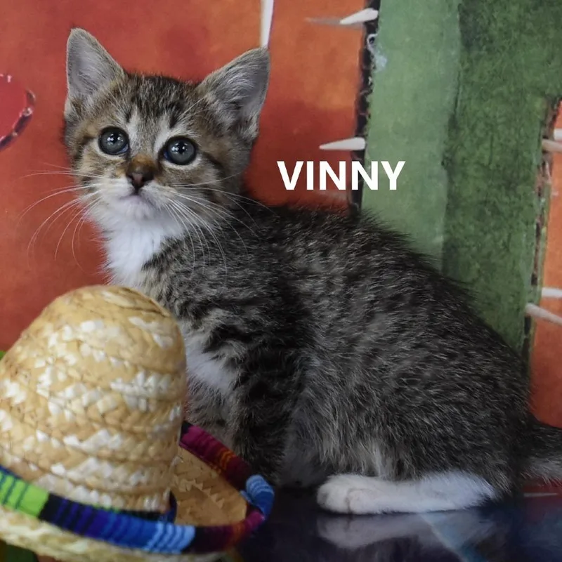 Vinny thumbnail 3