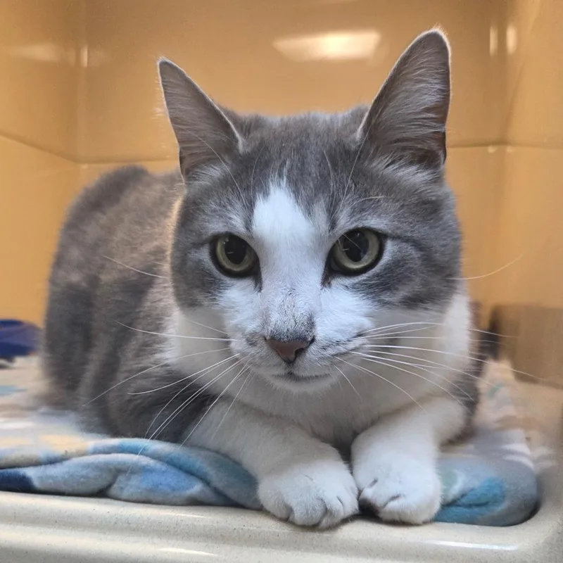 An adult large-sized male Gray / Blue / Silver Domestic Short Hair cat named Data for adoption in Beckley, WV