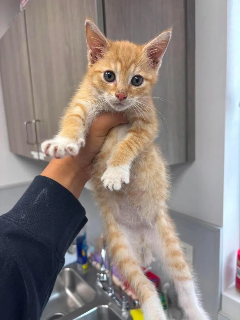 A baby medium-sized male Domestic Short Hair cat named Lupine for adoption in Van Wert, OH