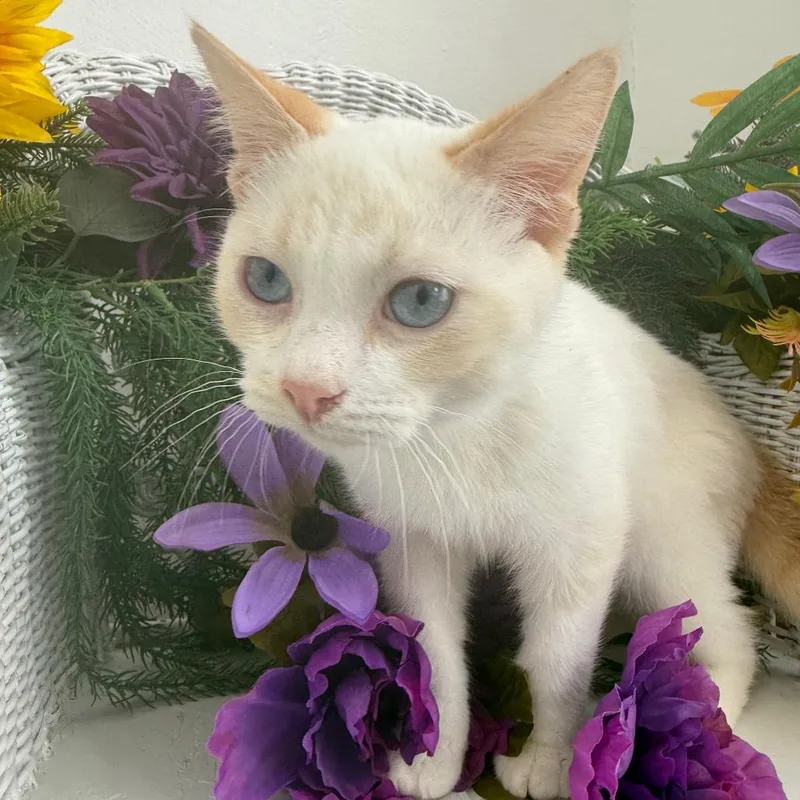 A young small-sized male Flame Point Domestic Short Hair cat named Dale Southy for adoption in Eaton Rapids, MI