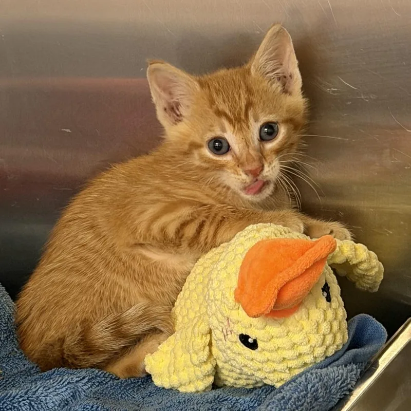 A baby small-sized male Domestic Short Hair cat named Darwin for adoption in Wilmington, DE