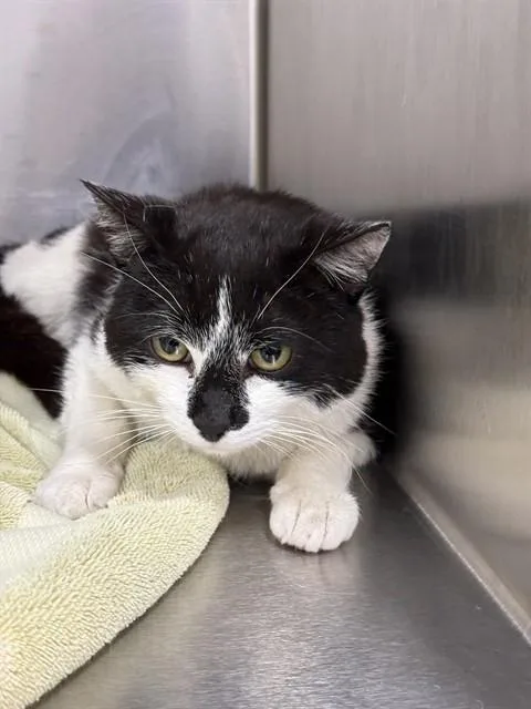 An adult medium-sized male Domestic Short Hair cat named Kentucky for adoption in Upper Marlboro, MD