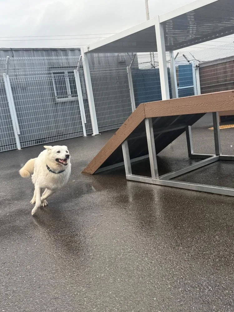 An adult large-sized female Jindo dog named Rinda for adoption in Long Island City, NY